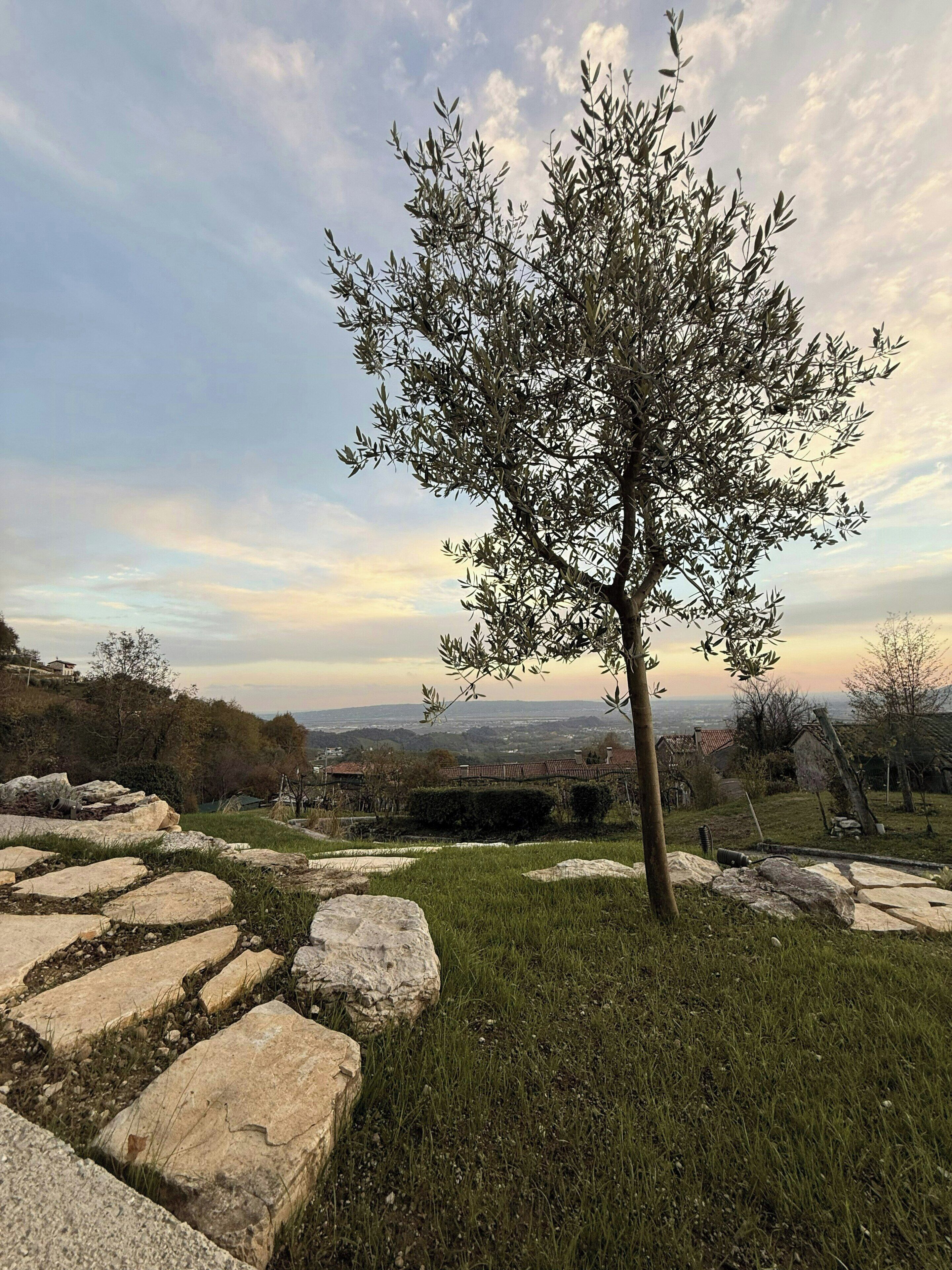A tree in a grassy area with a stone pathway leading to a view of distant houses and hills.