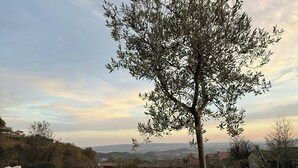 A tree in a grassy area with a stone pathway leading to a view of distant houses and hills.