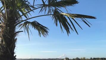 A waterfront view with a palm tree, benches, and a clear sky.