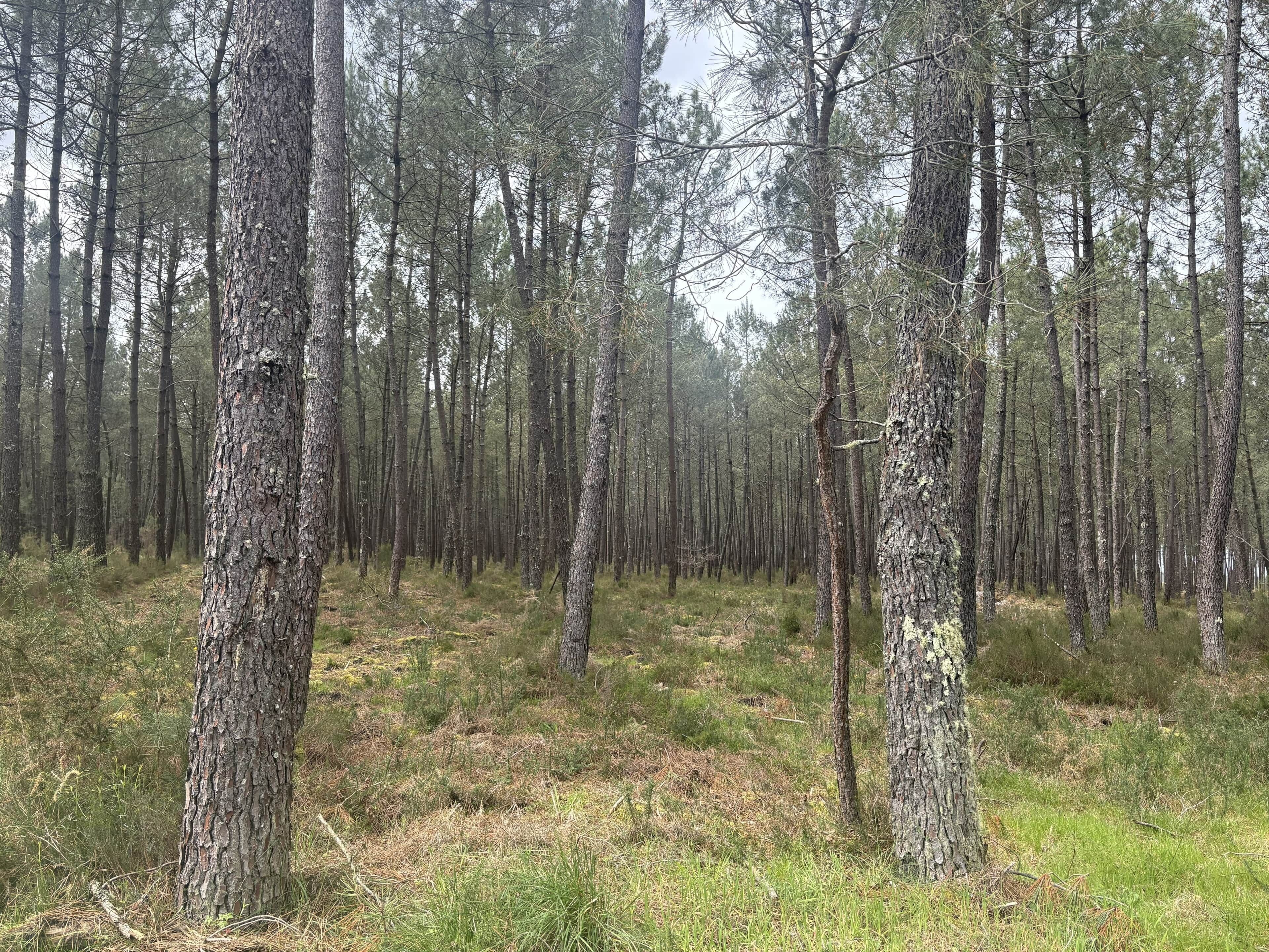 Ein dichter Wald mit hoch aufragenden Bäumen und einer mit Gras und kleinen Pflanzen bewachsenen Boden.