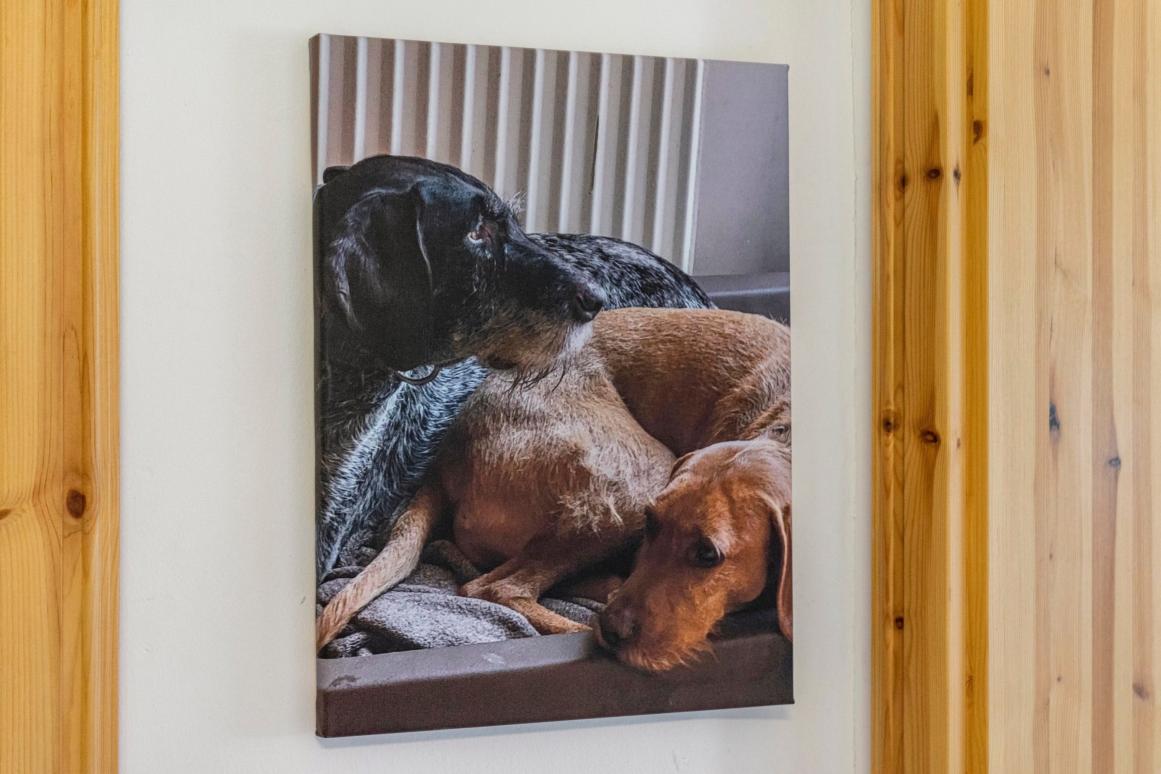 A framed photograph of two dogs on a couch.