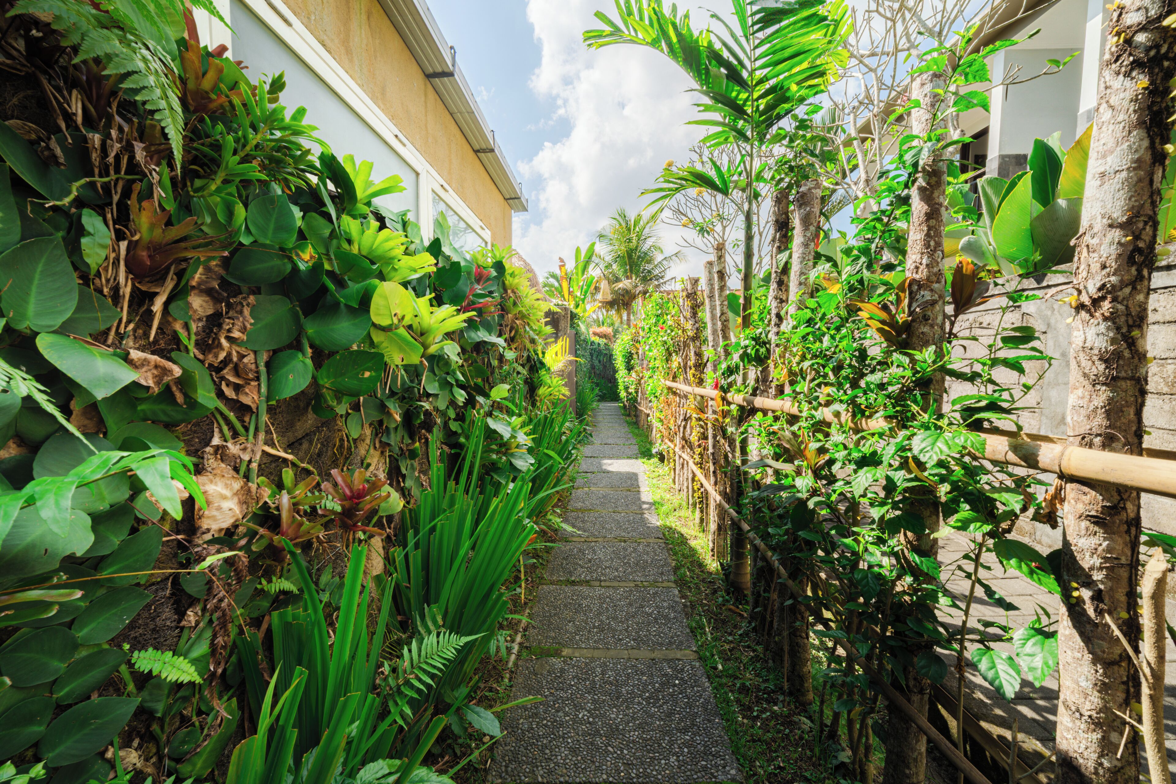 A narrow pathway flanked by lush greenery and a building on one side.