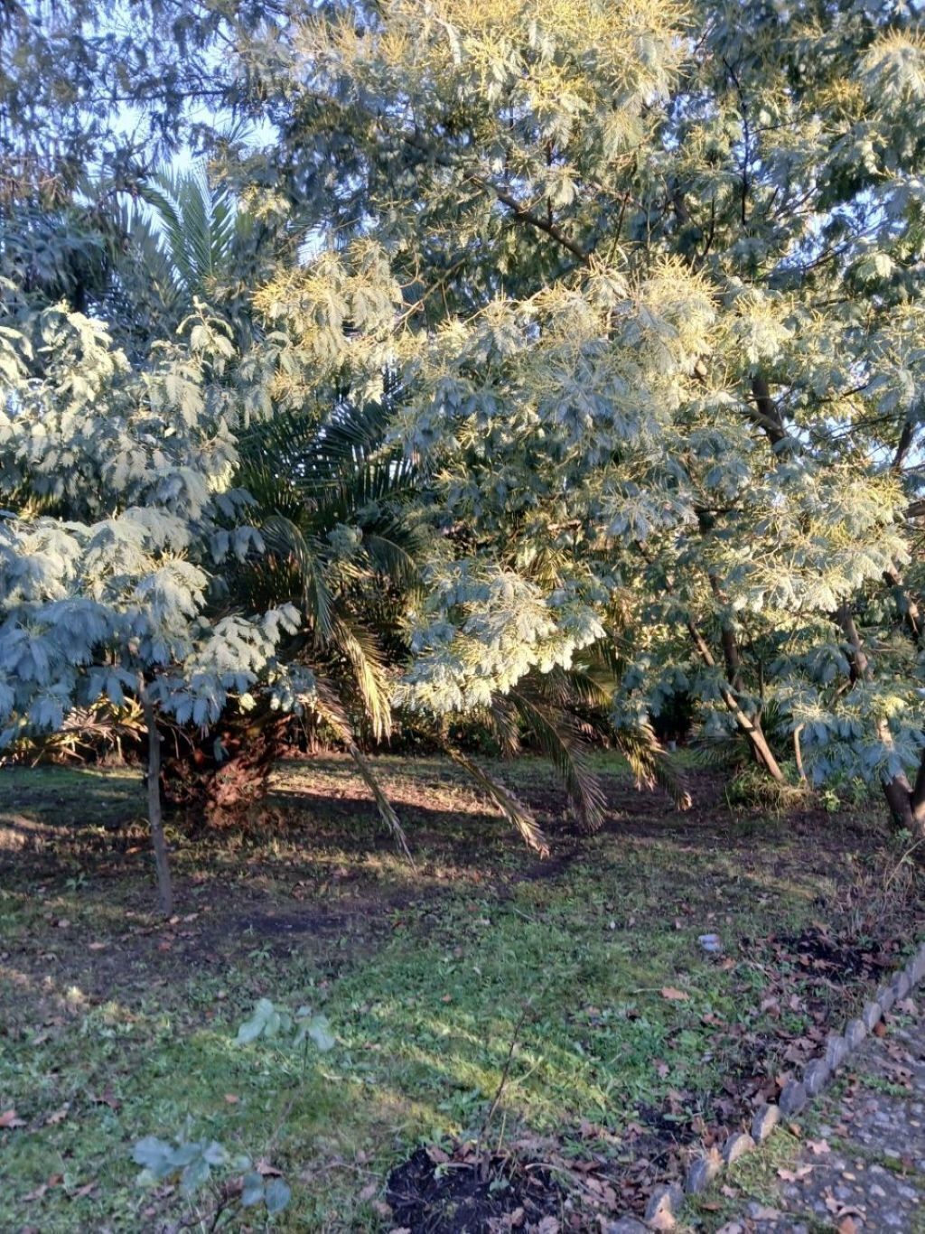 Un jardín con varios árboles y arbustos, un sendero y una zona cubierta de césped.