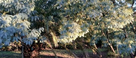 Un jardín con varios árboles y arbustos, un sendero y una zona cubierta de césped.