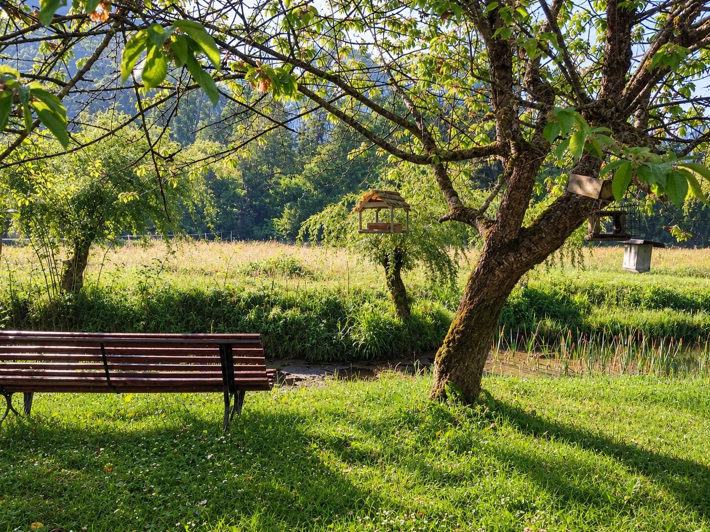 A bench in a park with a tree and a bird feeder.