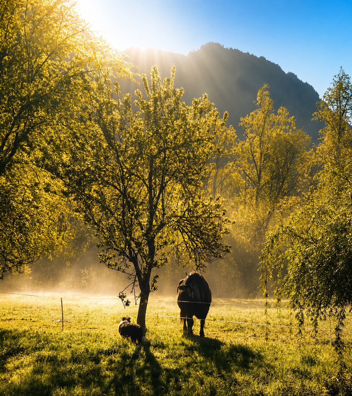 A cow grazing in a sunlit field with trees and a mountain in the background.