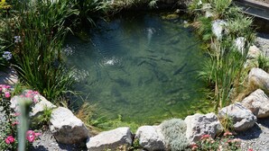 Um lago límpido rodeado por pedras e diversas plantas.