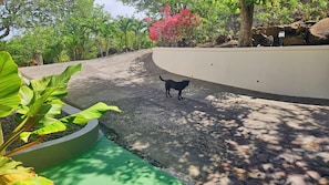 A dog walking on a curved pathway surrounded by greenery and a white wall.
