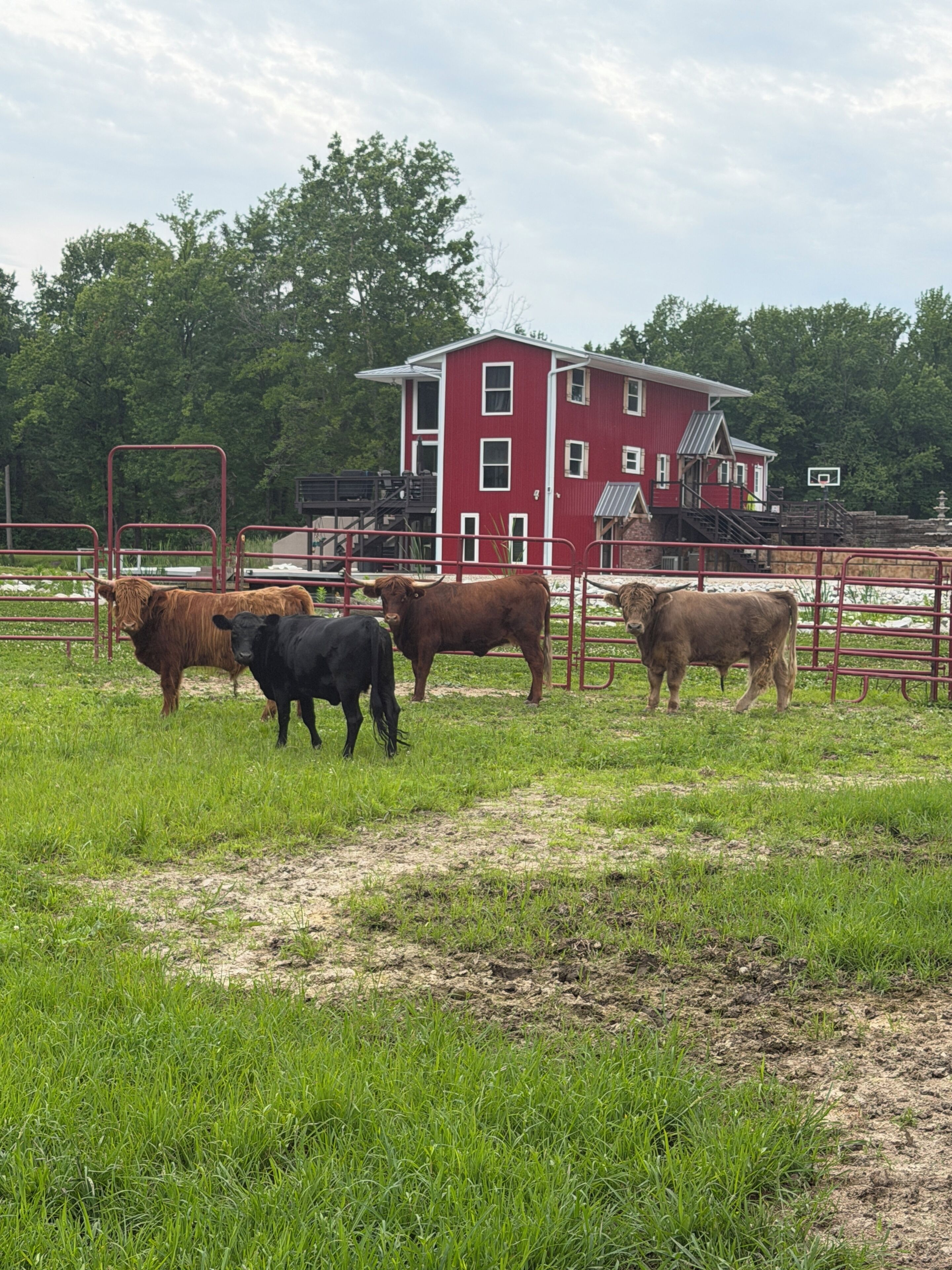 Une grange rouge avec une porte en métal, entourée d’un champ verdoyant où paissent des vaches.