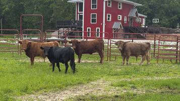 Une grange rouge avec une porte en métal, entourée d’un champ verdoyant où paissent des vaches.