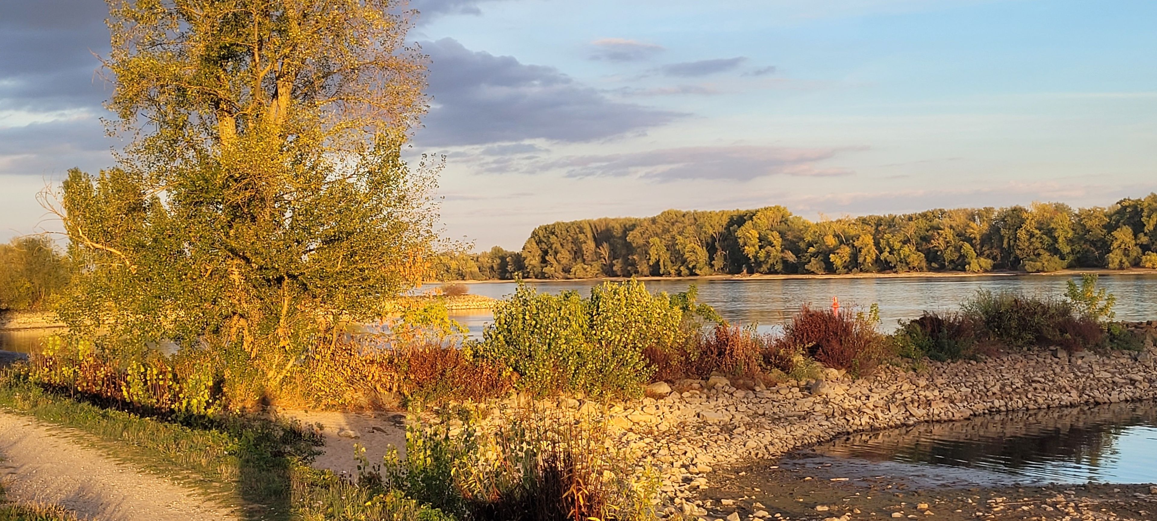 A riverbank with trees and a clear sky.
