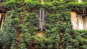 A building with ivy-covered walls and a dog standing at the open window. - Monti Mood Design Apt - via Urbana - Rome (Rome)