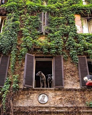 Ein Gebäude mit efeuüberwucherten Mauern und einem Hund, der am offenen Fenster steht.