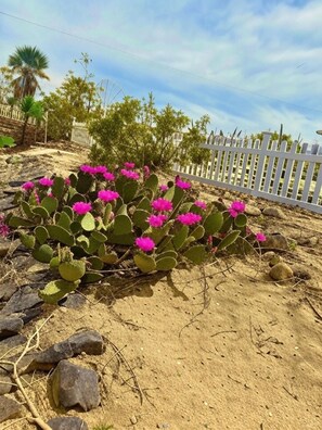 A cactus with pink flowers in a sandy area with a white fence and trees in the background.