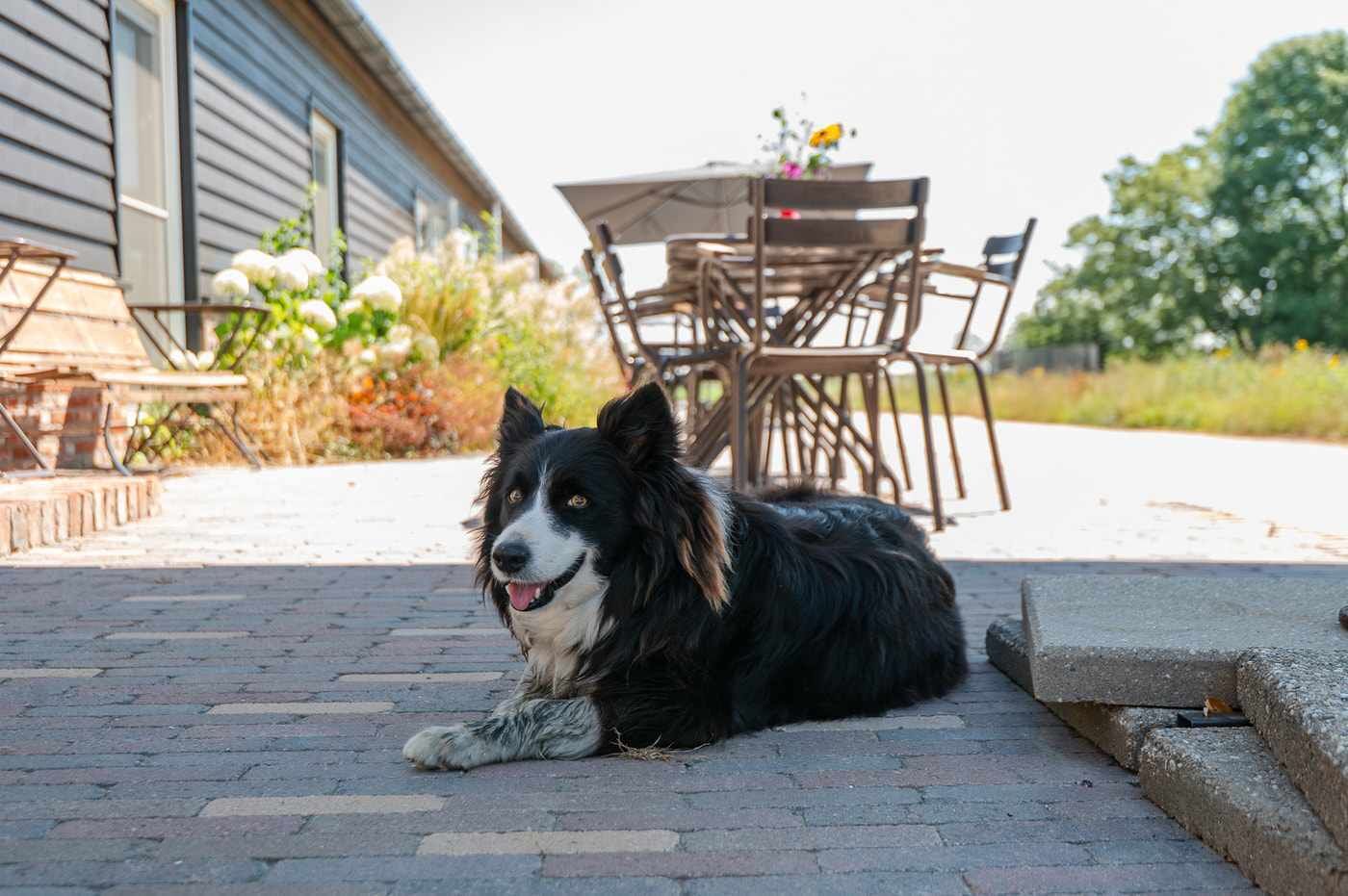 Een zwart-wit hond ligt op een terras van bakstenen, met een tafel en stoelen op de achtergrond.