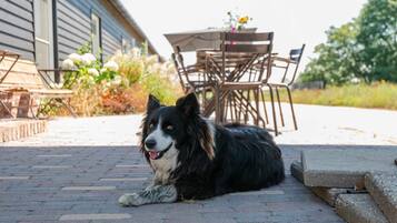 Een zwart-wit hond ligt op een terras van bakstenen, met een tafel en stoelen op de achtergrond.