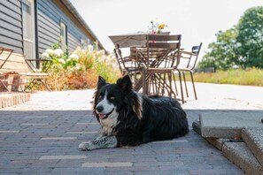 Un chien noir et blanc est allongé sur une terrasse en briques, avec une table et des chaises en arrière-plan.