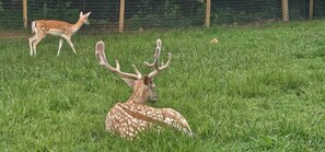 A deer with large antlers lying on grass, another deer in the background, and a fenced area.