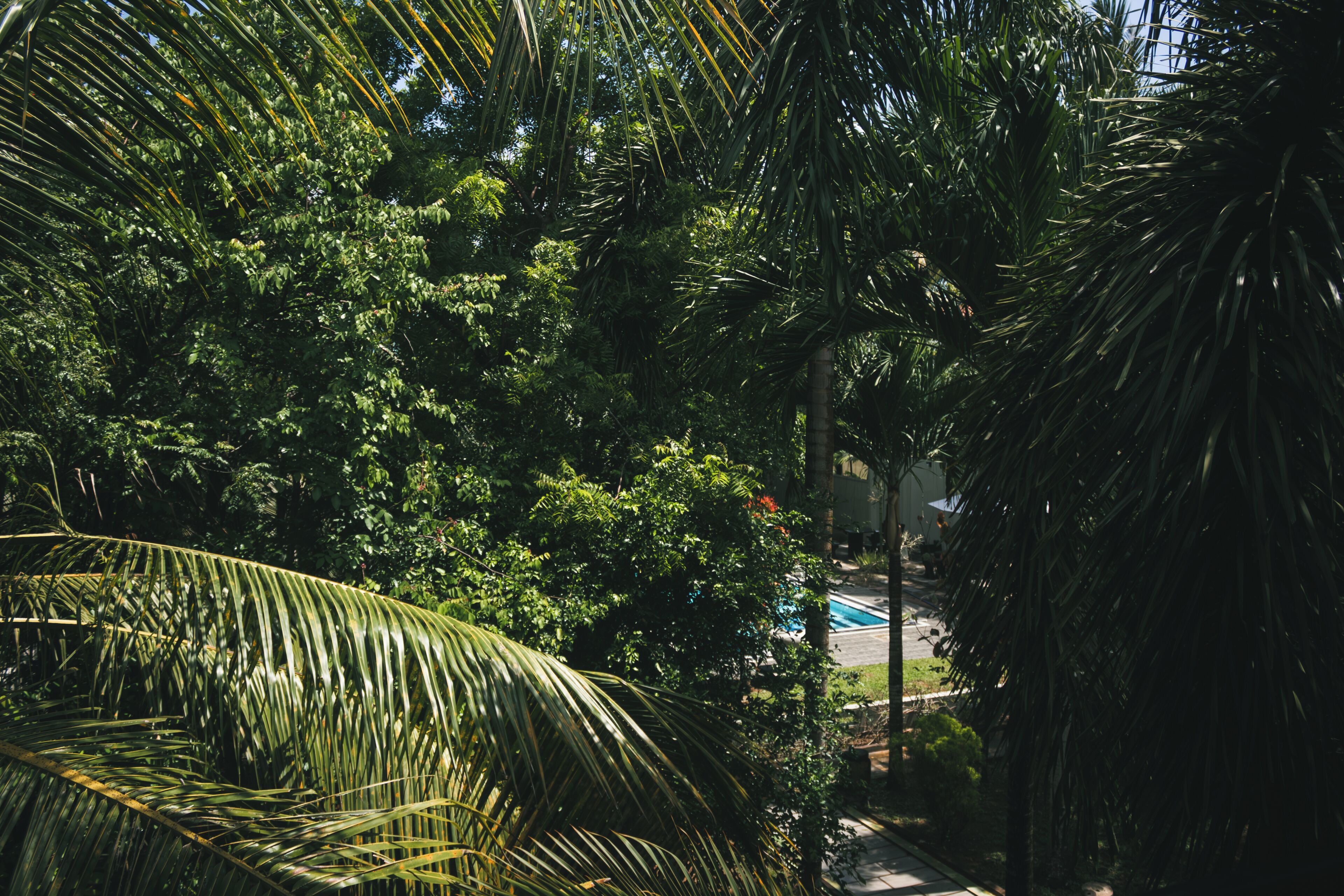 Un exuberante jardín con follaje denso y una vista despejada de una piscina al fondo.