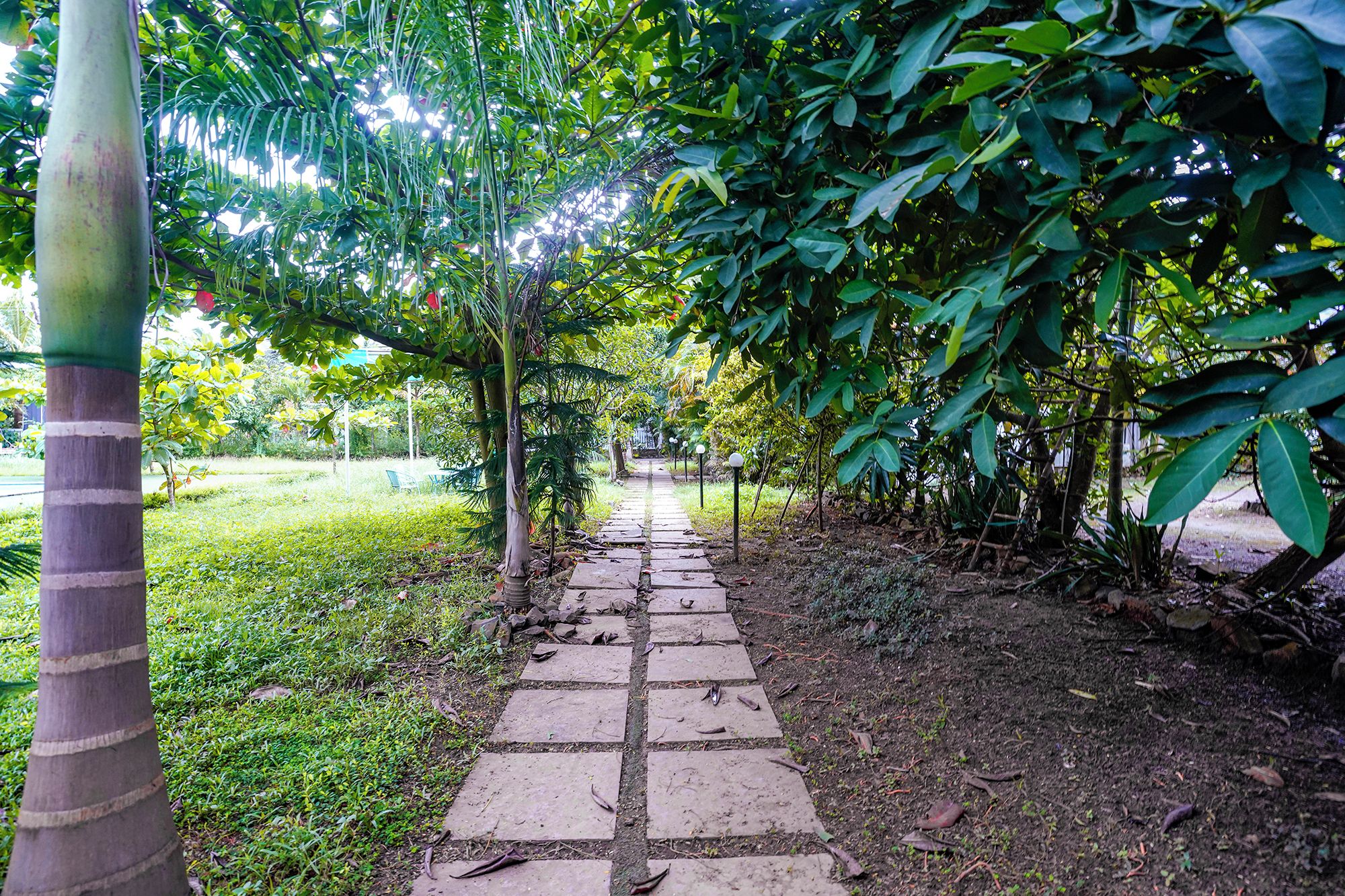 A paved pathway in a garden area with lush greenery and a palm tree on the left.