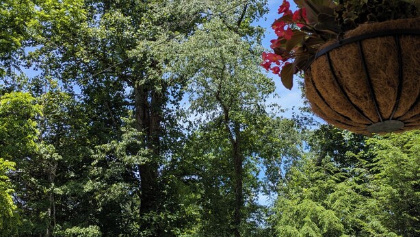 A view of a lush green forest with a hanging plant basket visible.