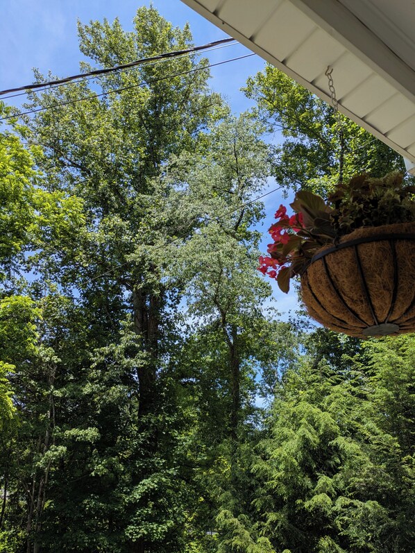 A view of a lush green forest with a hanging plant basket visible.