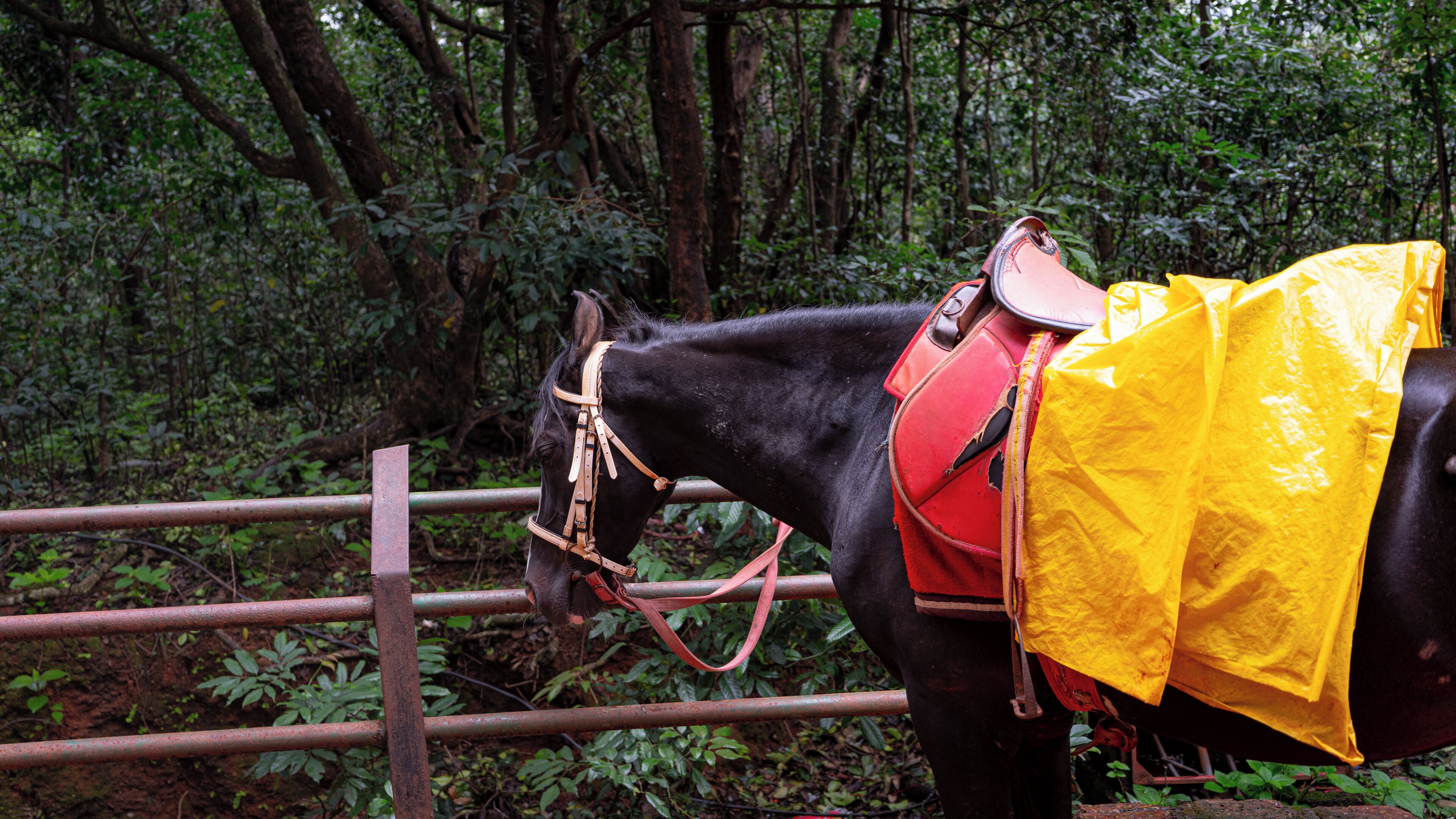 Um cavalo preto com sela vermelha e manta amarela, posado atrás de uma cerca de metal enferrujada em uma área arborizada.