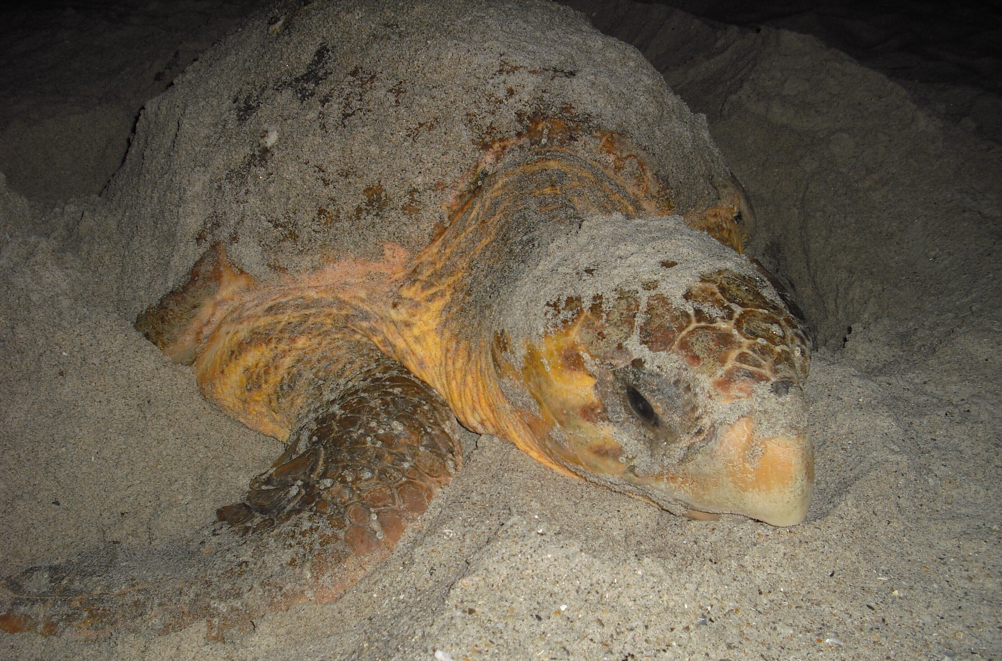 Una tortuga marina semienterrada en la arena.