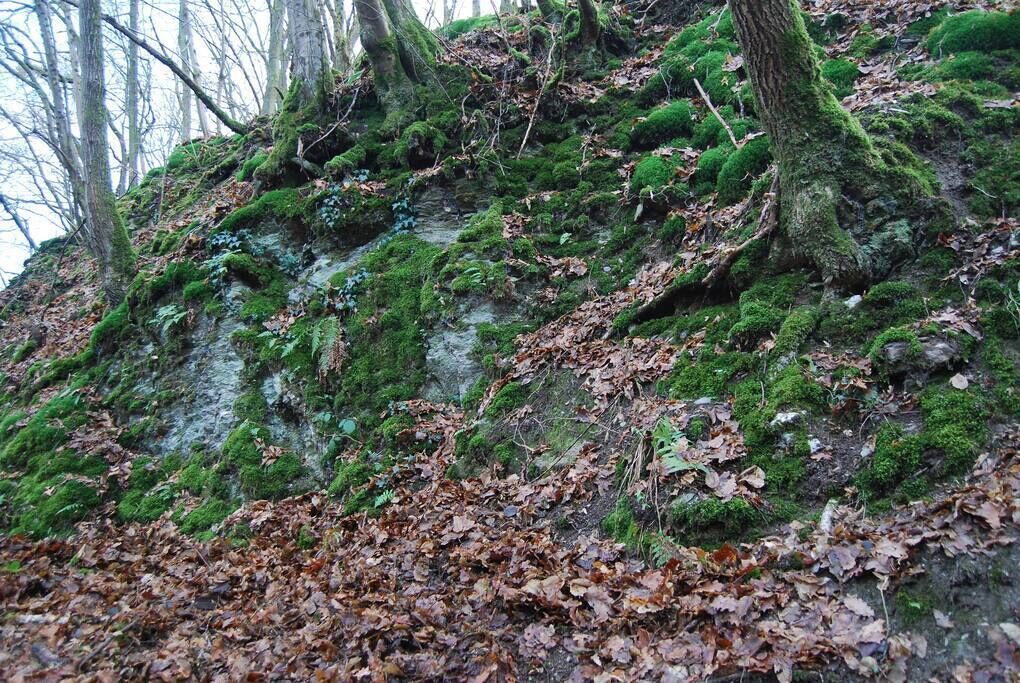 Une colline boisée, avec des rochers et des arbres couverts de mousse.