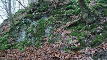 Une colline boisée, avec des rochers et des arbres couverts de mousse.