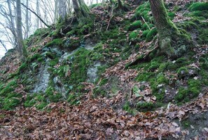 Ein bewaldeter Hang mit moosbewachsenen Felsen und Bäumen.