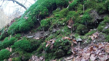 Ein mit Moos bewachsener Hang mit dichter Vegetation und vereinzelten trockenen Blättern.