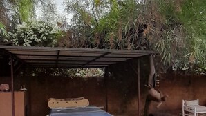 A covered outdoor area with a ping pong table, a small bed, and a dog. - The Perfect Vacation, 20 Minutes from the Airport in the Marrakech Countryside, Sleeps 12 (Marrakech)