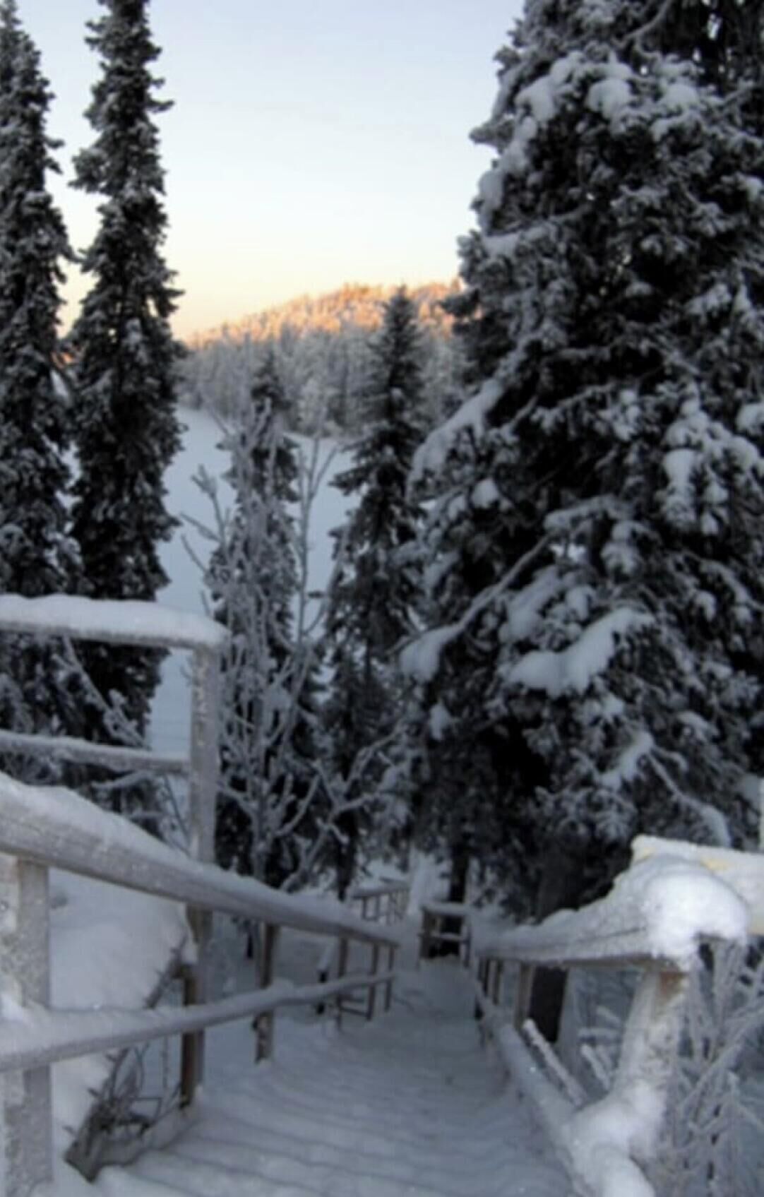 Una escalera de madera cubierta de nieve que asciende una colina, rodeada de altos árboles de hoja perenne.