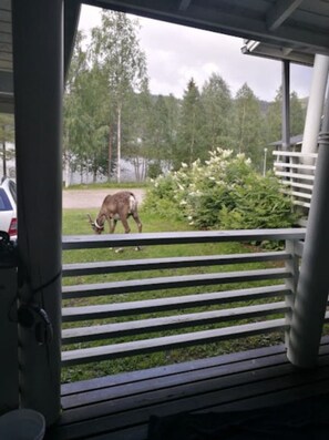 Blick aus einem Fenster mit Metallgeländer auf eine Wiese mit Bäumen und einer Straße.