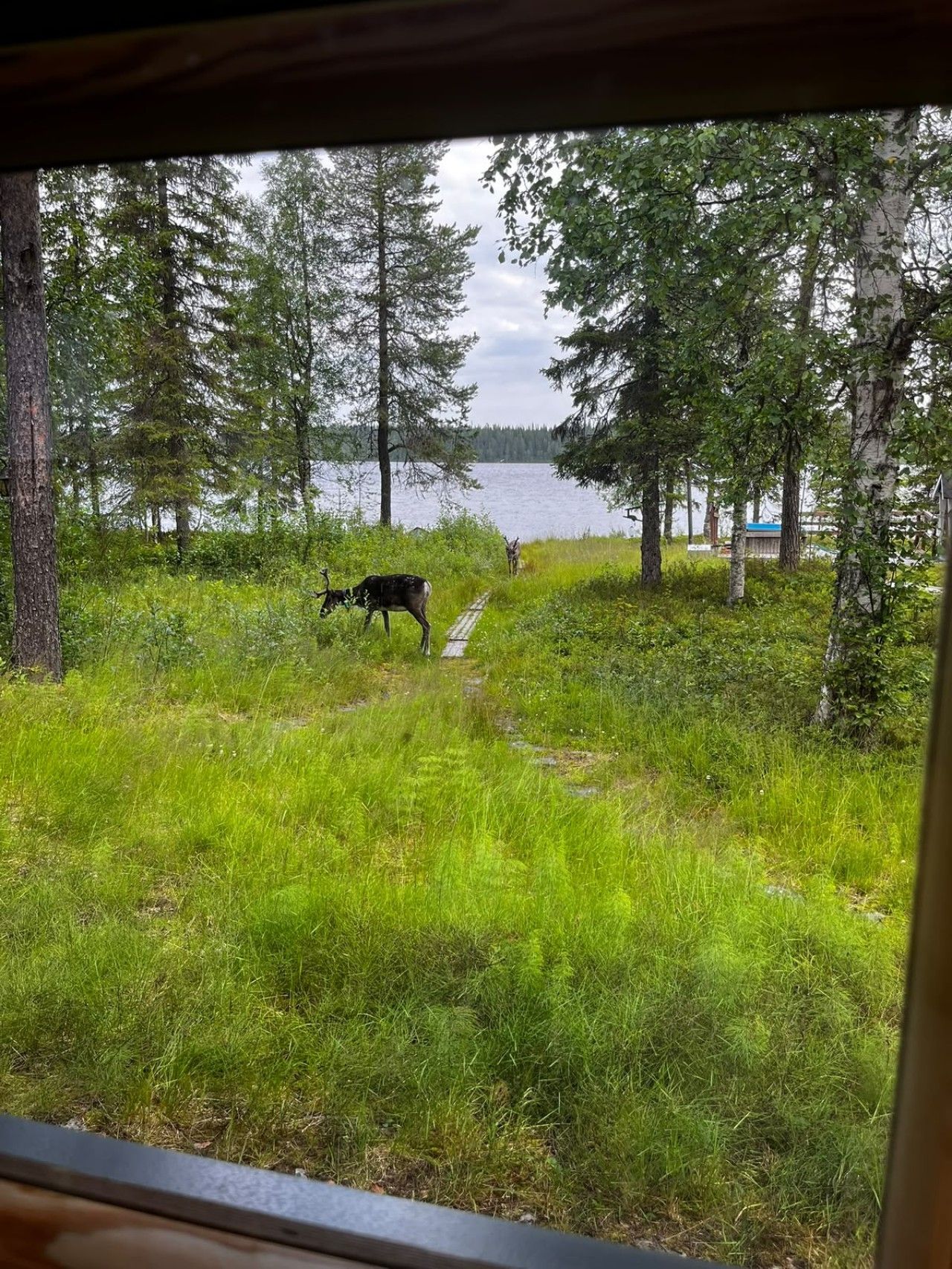 Ein Blick auf eine bewaldete Landschaft mit einem See, einem Pfad und Rehen.