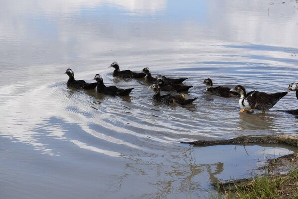 A group of ducks swimming in a body of water.