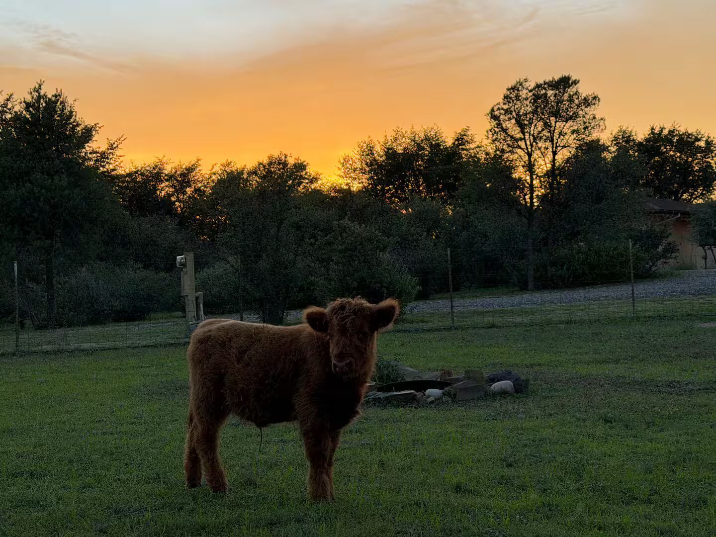 A single animal in a grassy field with trees and a fence in the background.
