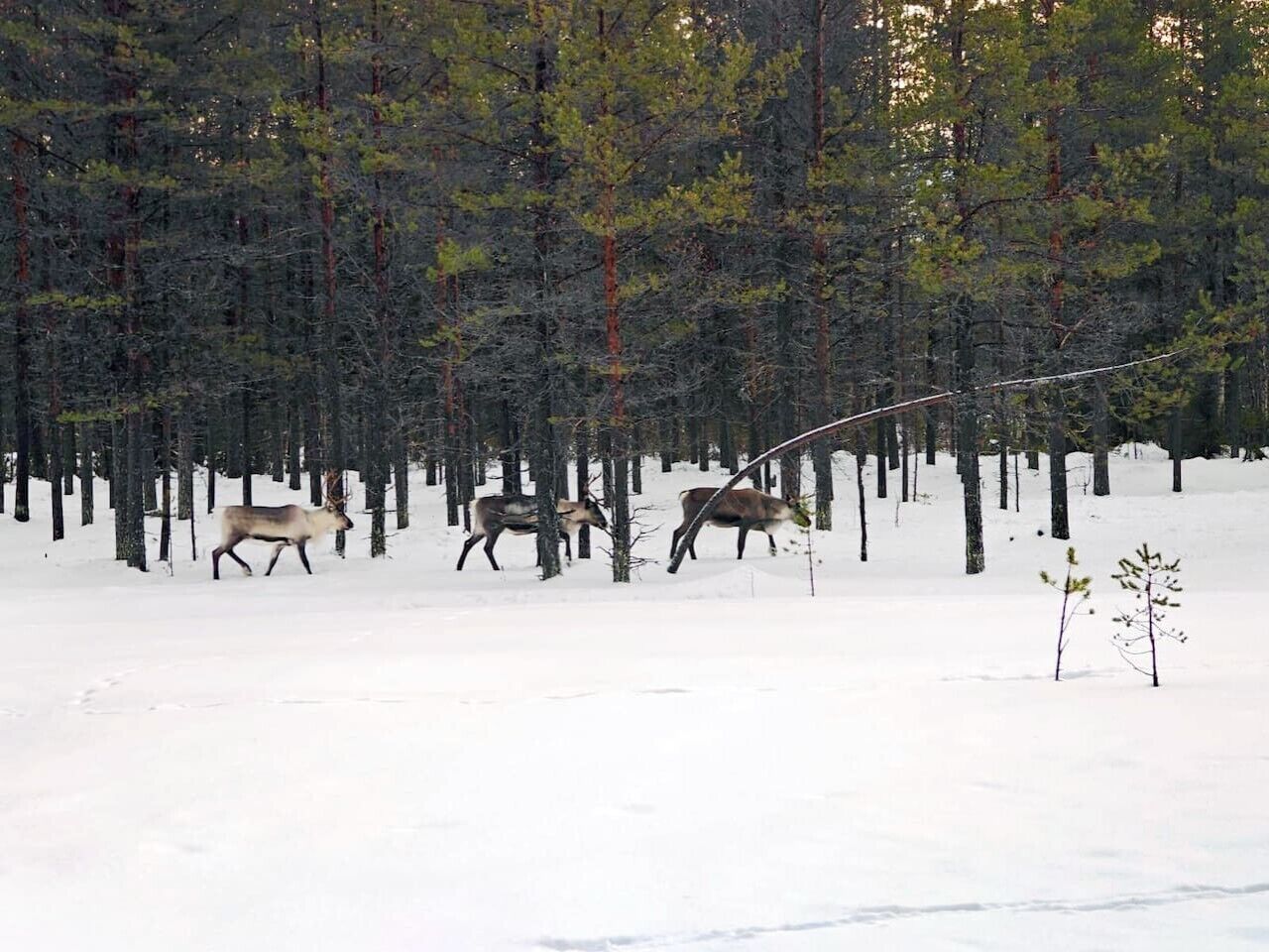Une forêt enneigée où l’on aperçoit trois cerfs.