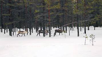 Une forêt enneigée où l’on aperçoit trois cerfs.
