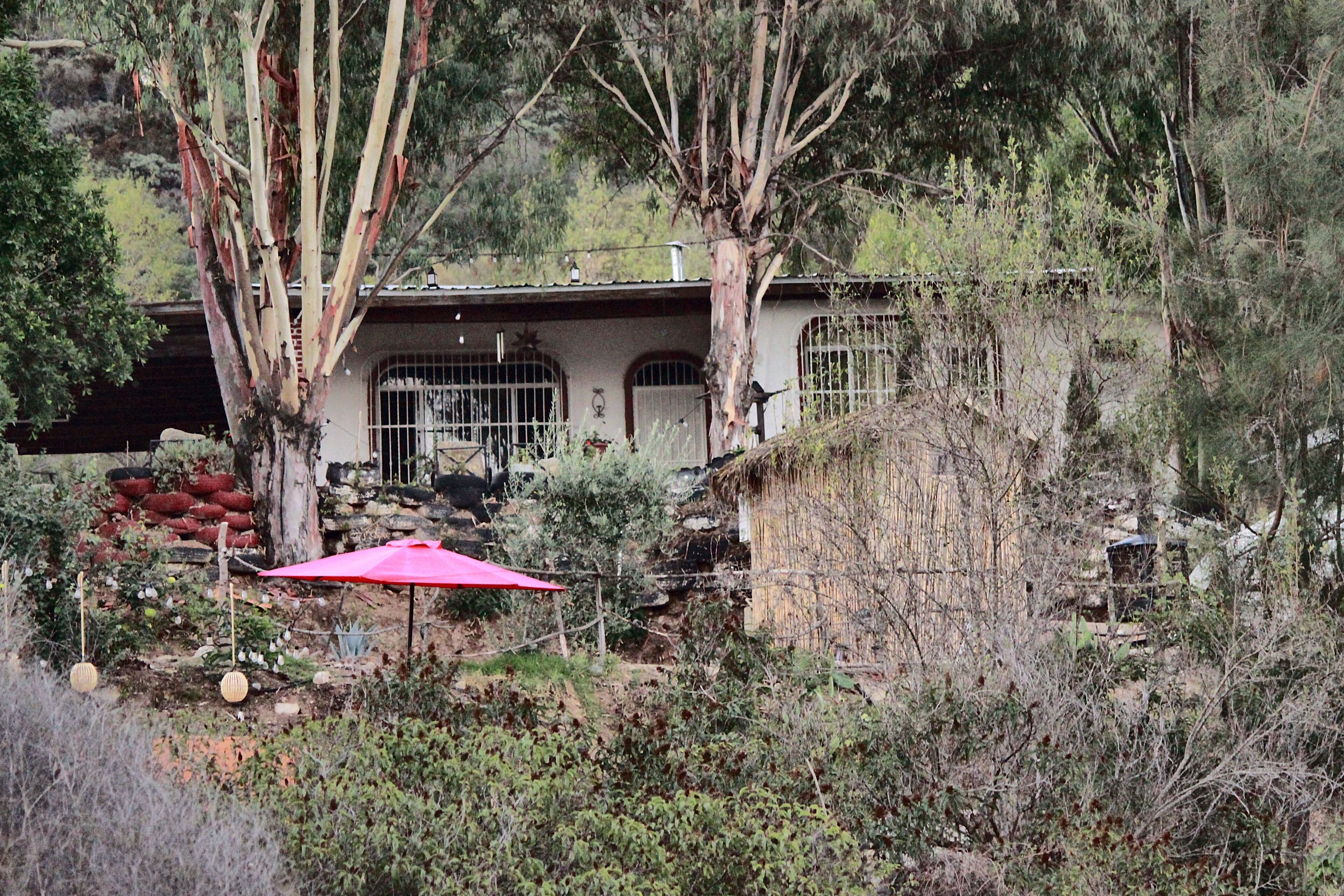 A house surrounded by trees and vegetation.