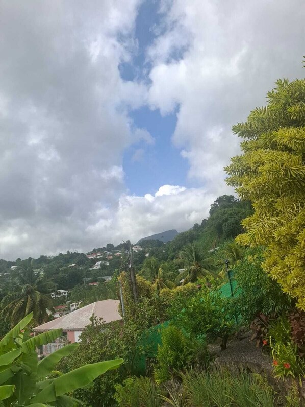 A lush green landscape with a variety of vegetation, including palm trees and other tropical plants.