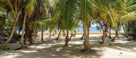 A beach with palm trees and a sandy path leading to the water.