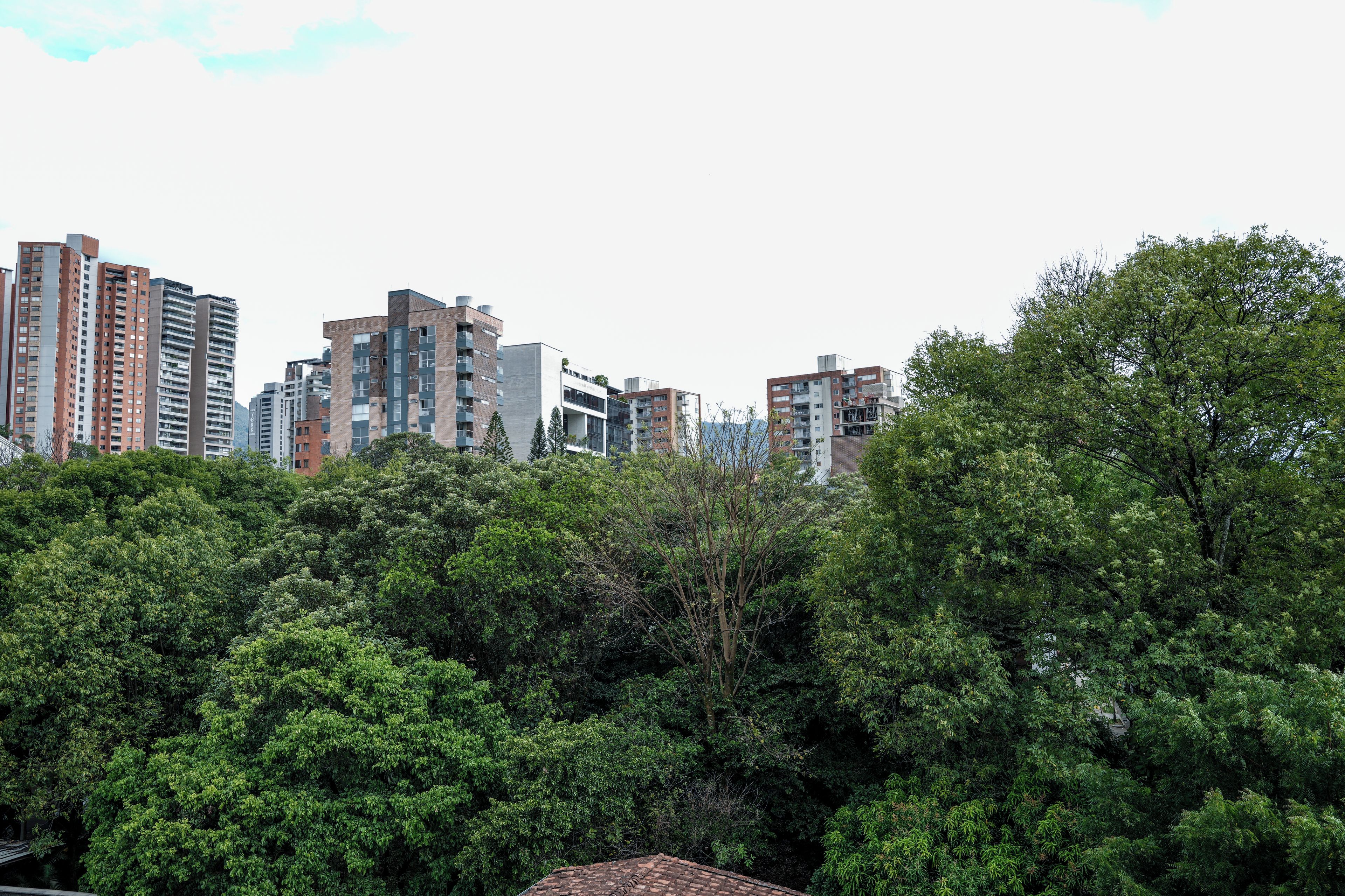 A dense collection of trees in the foreground with a cityscape in the background.