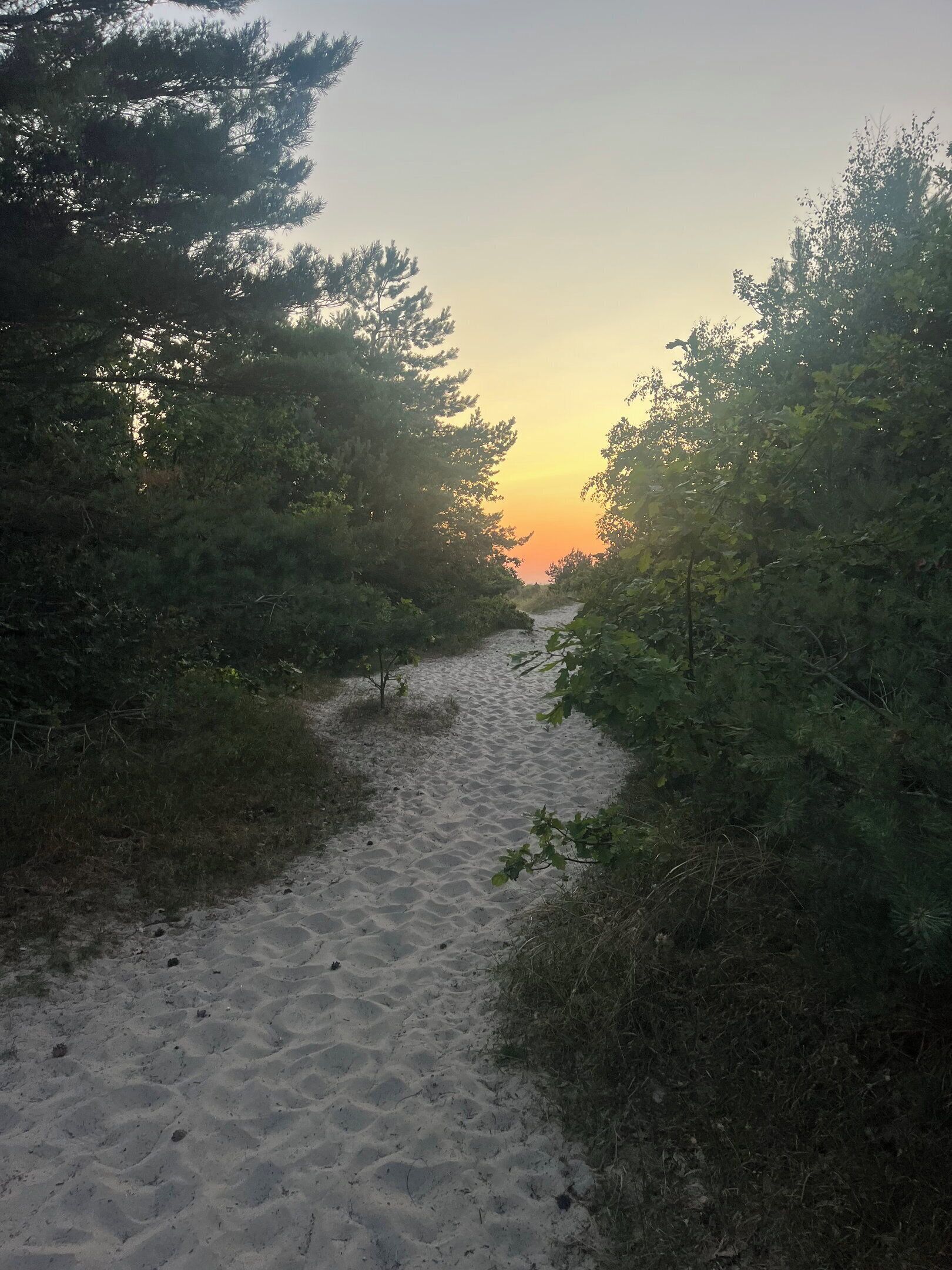 A sandy path flanked by dense foliage leading to a sunset.