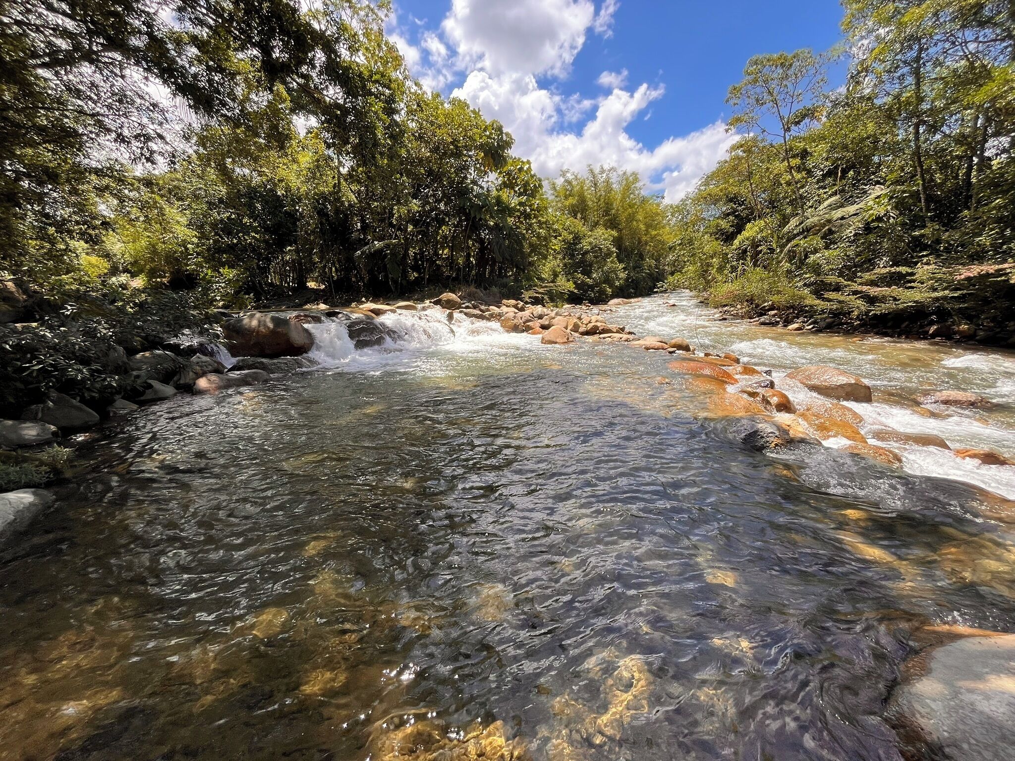 A clear stream with rocks, surrounded by dense greenery and trees.