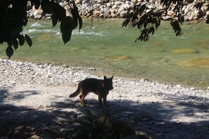 A river with clear water, surrounded by rocks and pebbles. - Hosteria Chuquitos Chalupas (Tena)