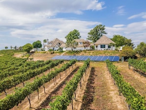 Un vignoble avec des rangées de vignes et un ensemble de panneaux solaires.