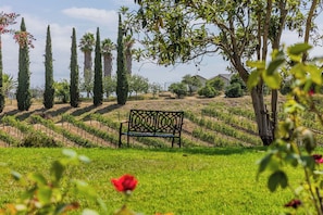 A bench in a vineyard with rows of grapevines and tall trees in the background. - Main Home at Chateau Blanc 5 bedroom/pool/spa, fire pit, views! (Temecula)