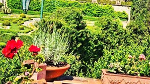 Ein Garten mit verschiedenen Pflanzen und einem Kiesweg.